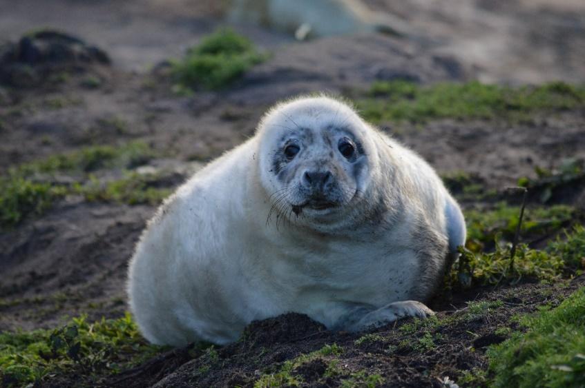 A seal lying on the ground

Description automatically generated