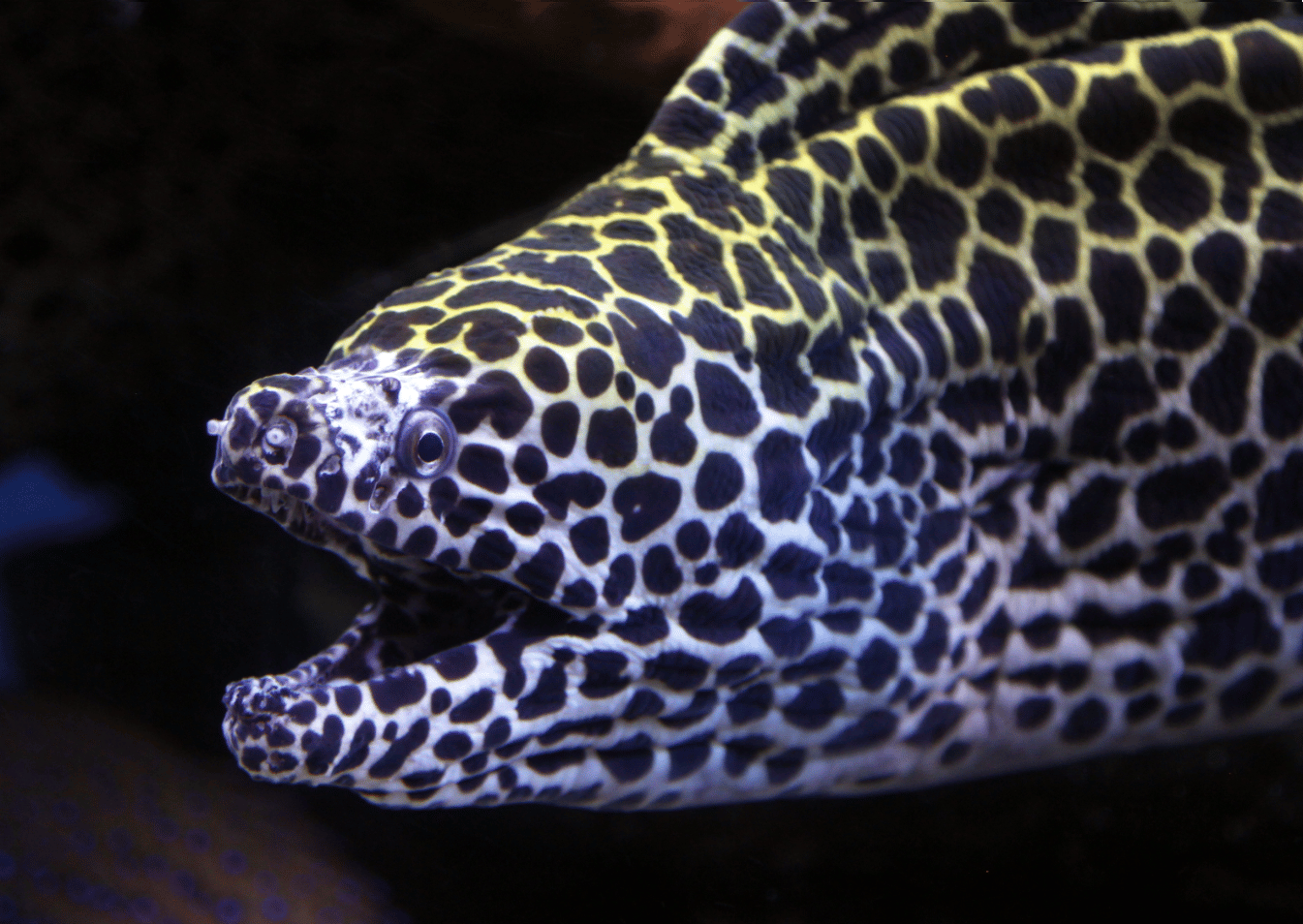 Tessalata Eel