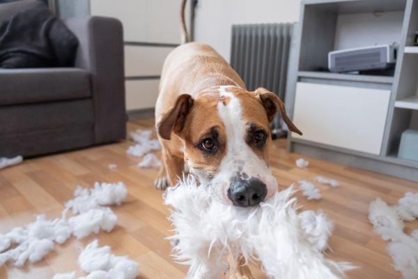 絨毯の上の犬

自動的に生成された説明