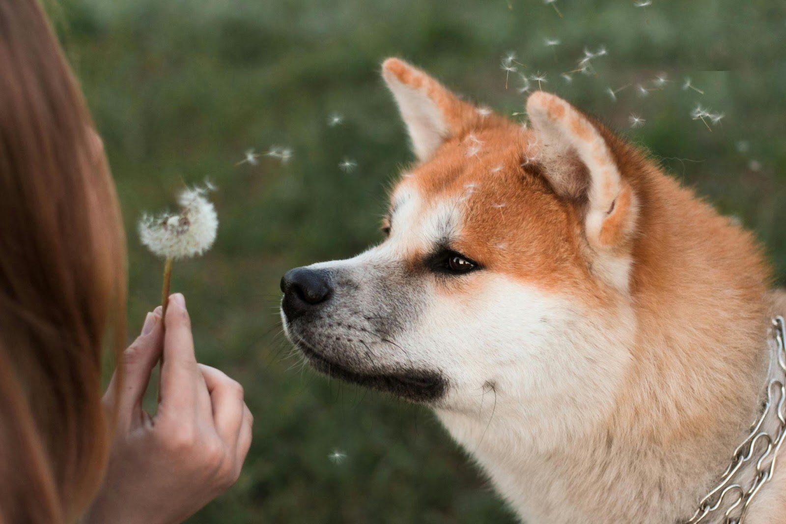 Akitas