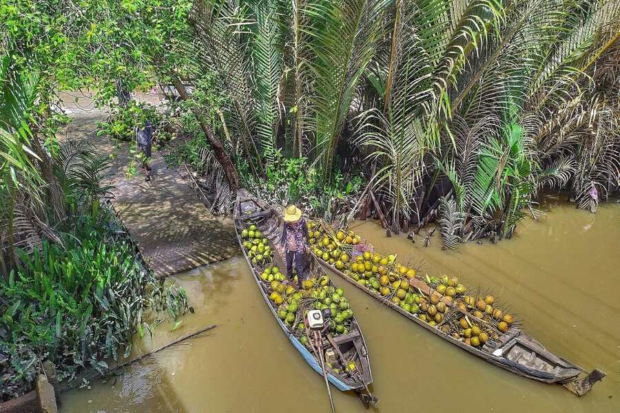 Ben Tre is known as the Coconut Land because it is the largest coconut-growing area in the country. Source: VnExpress 