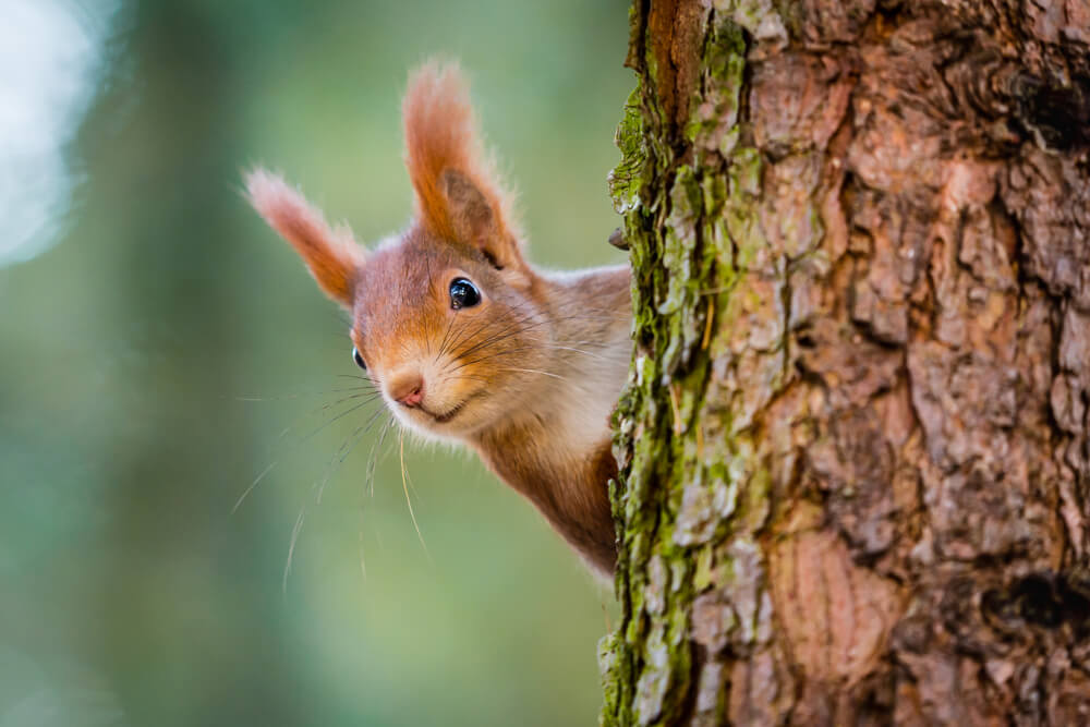 Why Choose Humane Squirrel Traps?