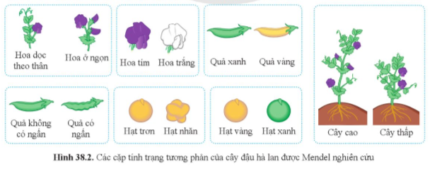 BÀI 38: QUY LUẬT DI TRUYỀN CỦA MENDEL