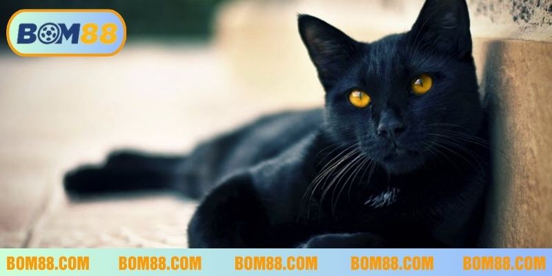 mèo đen trong giấc mơ bom88