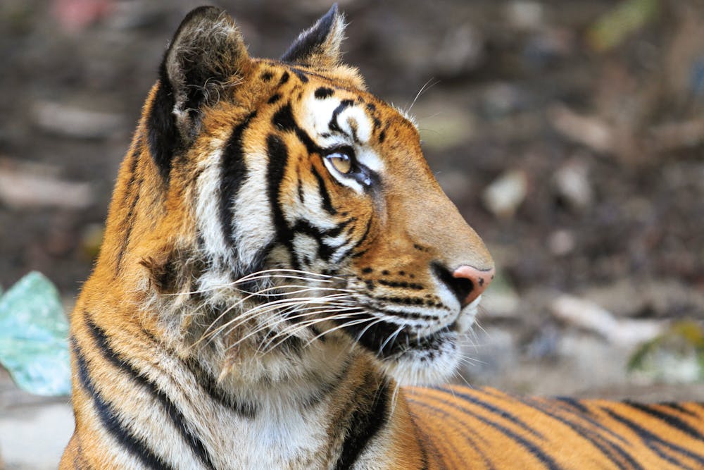 Close Up Shot of a Tiger