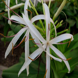 Grand Crinum Lily Flower