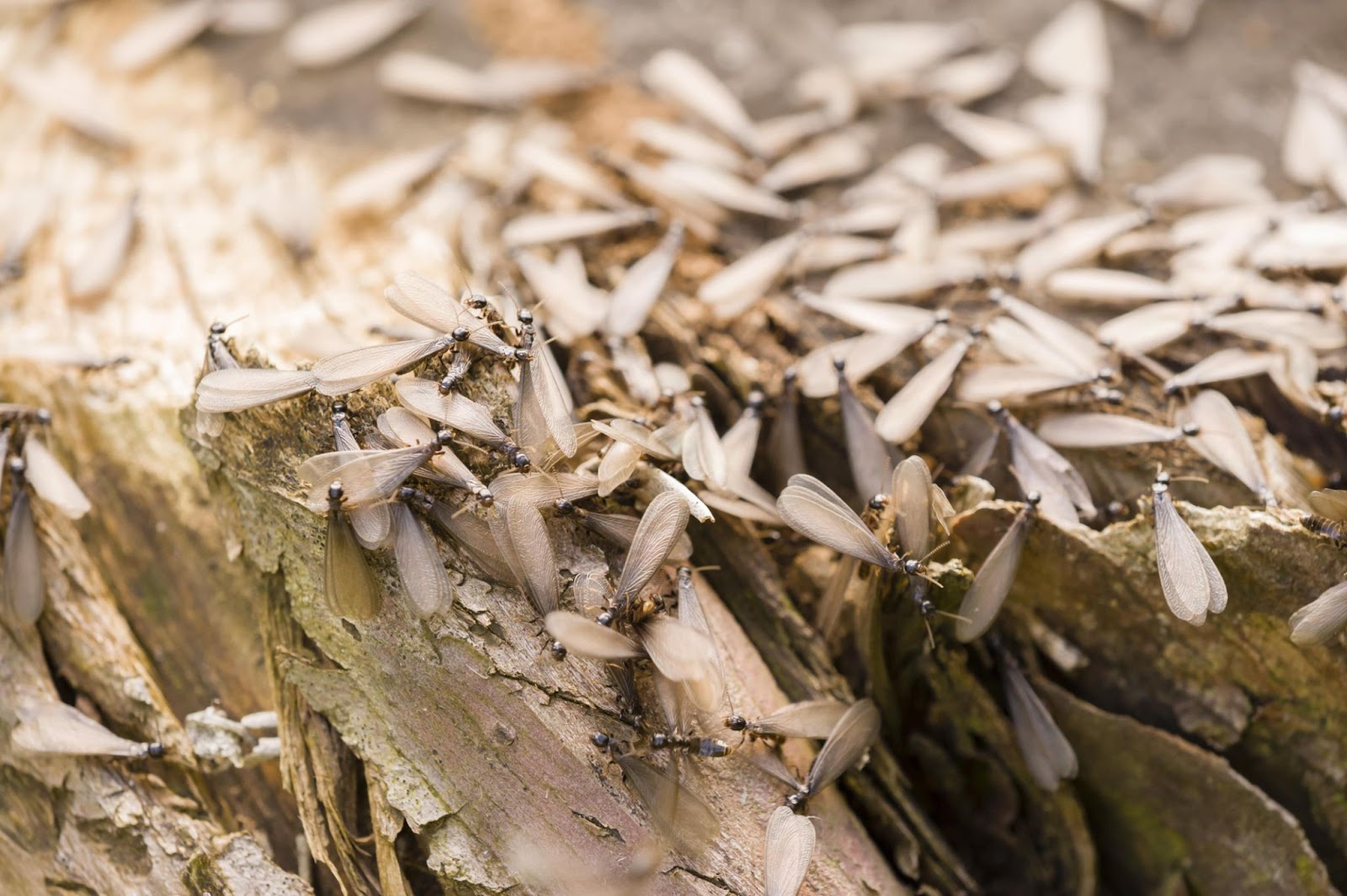 Close-up of winged termites gathering on decomposing wood.