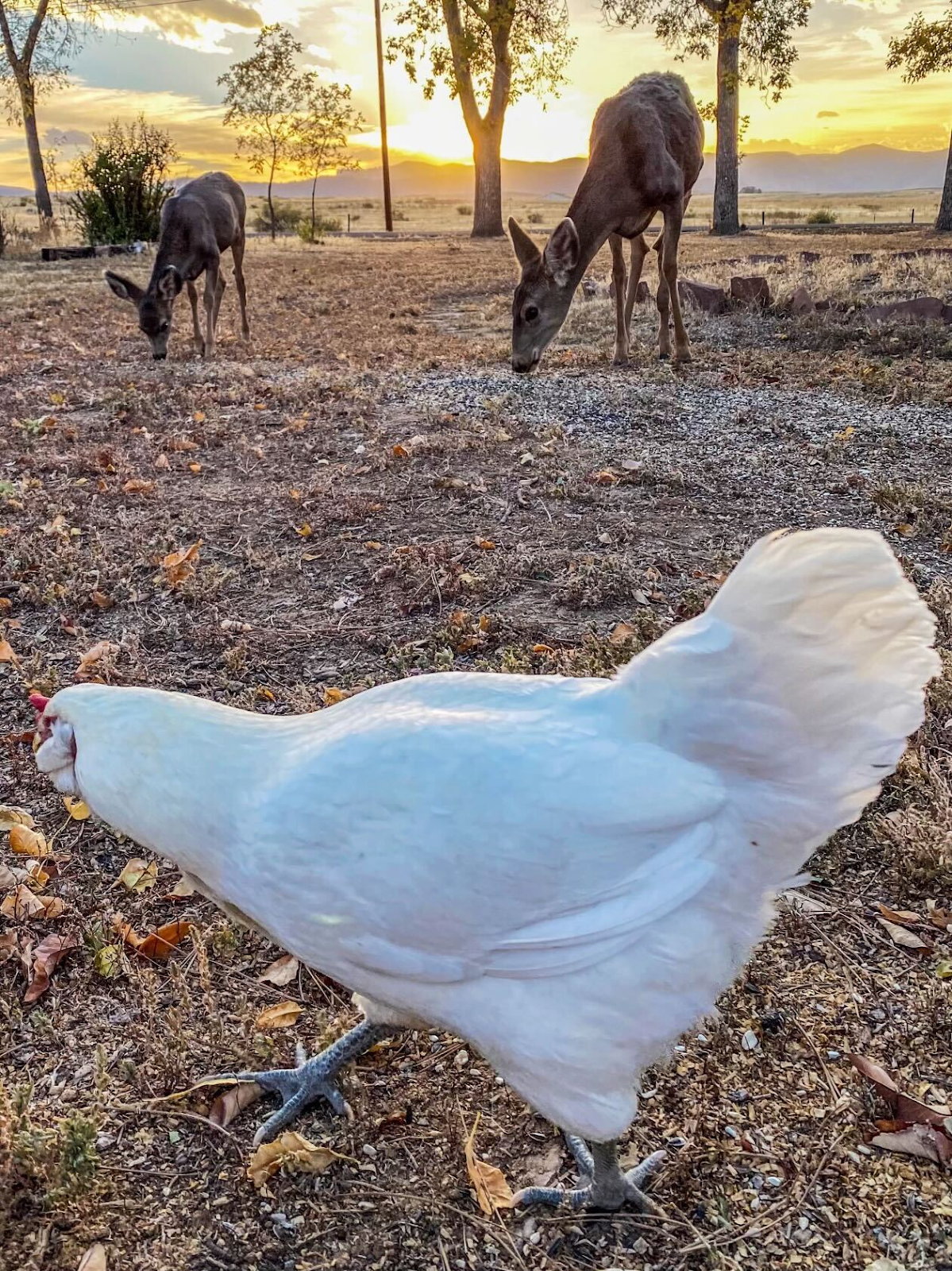 Chicken and deer in my backyard