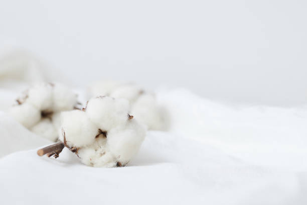 Cotton organic plant