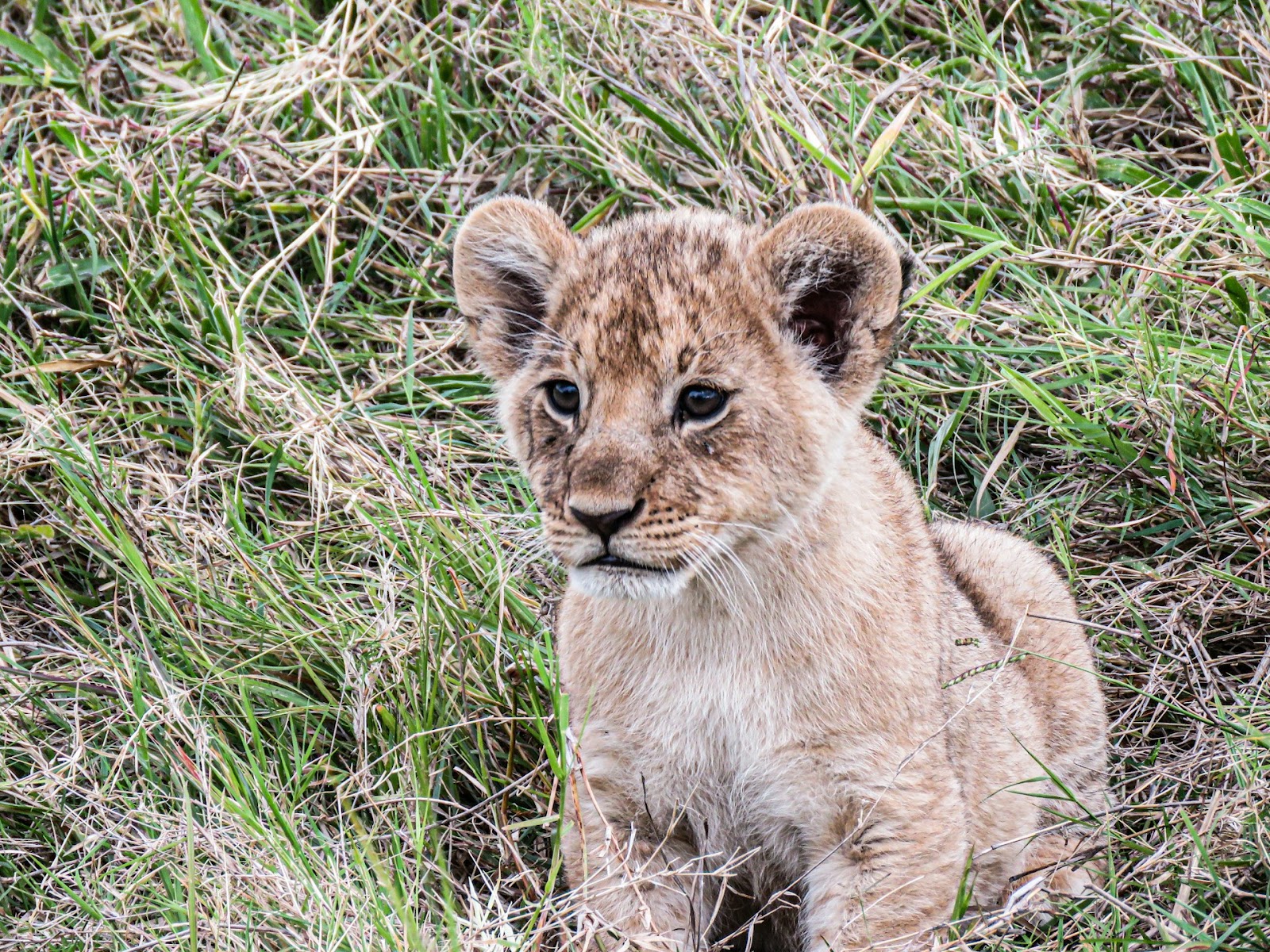 Lion cub in grass