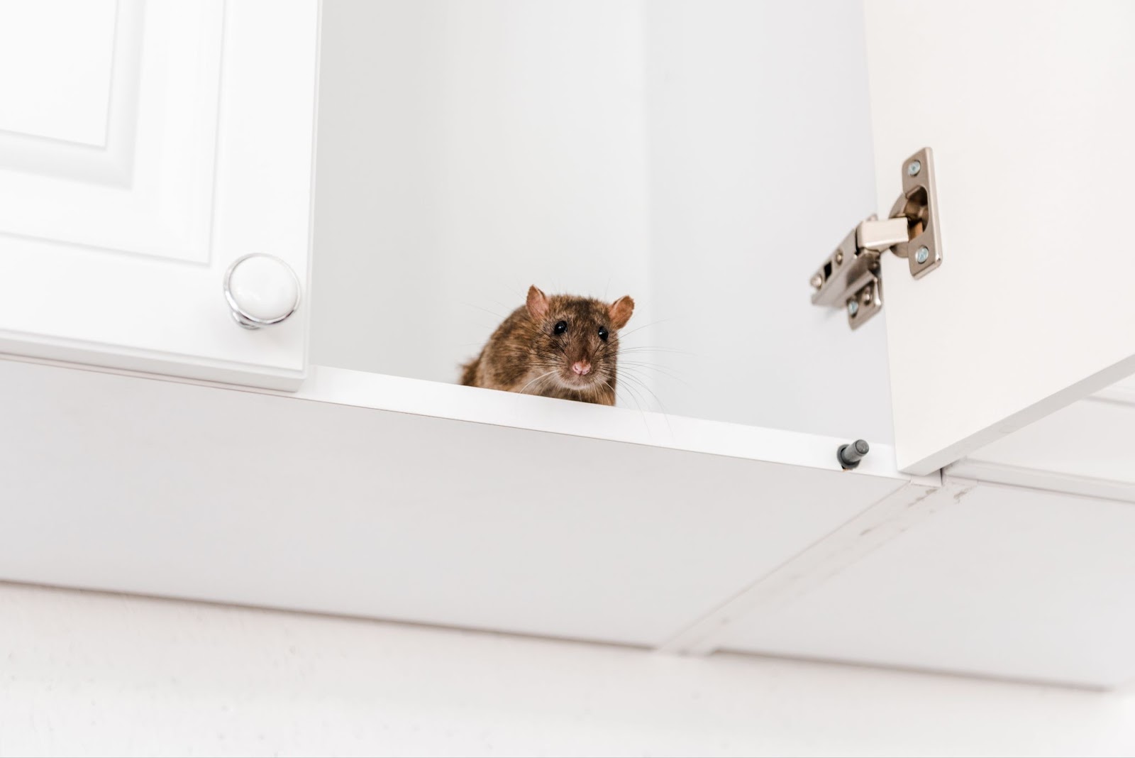 A rat peeking out from the top of an open kitchen cabinet, indicating a rodent infestation in the home.