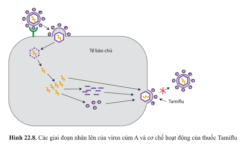 BÀI 22 - PHƯƠNG THỨC LÂY TRUYỀN, CÁCH PHÒNG CHỐNG VÀ ỨNG DỤNG CỦA VIRUS