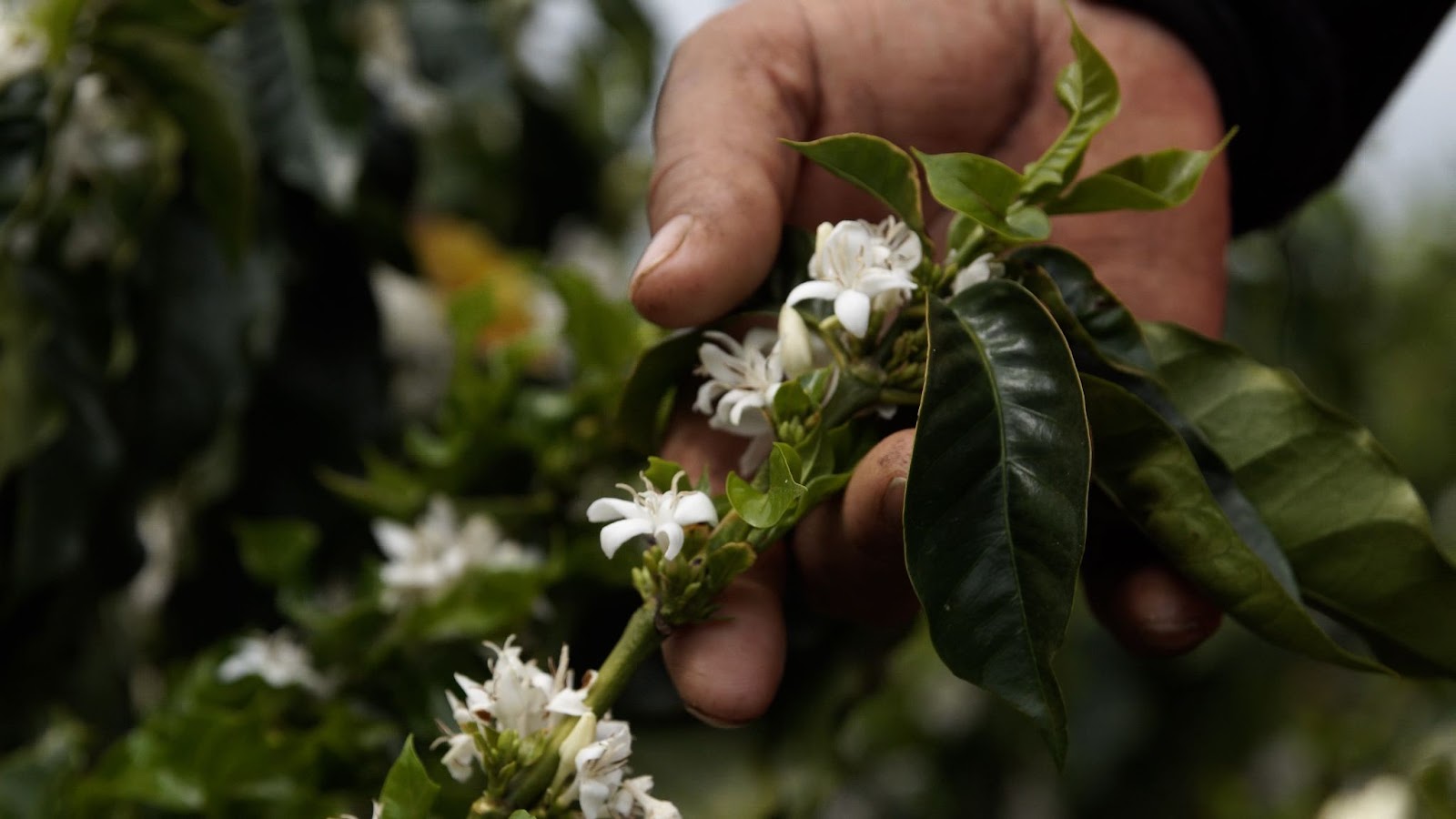 Florada do café em fazenda parceira da Syngenta no Sul de Minas