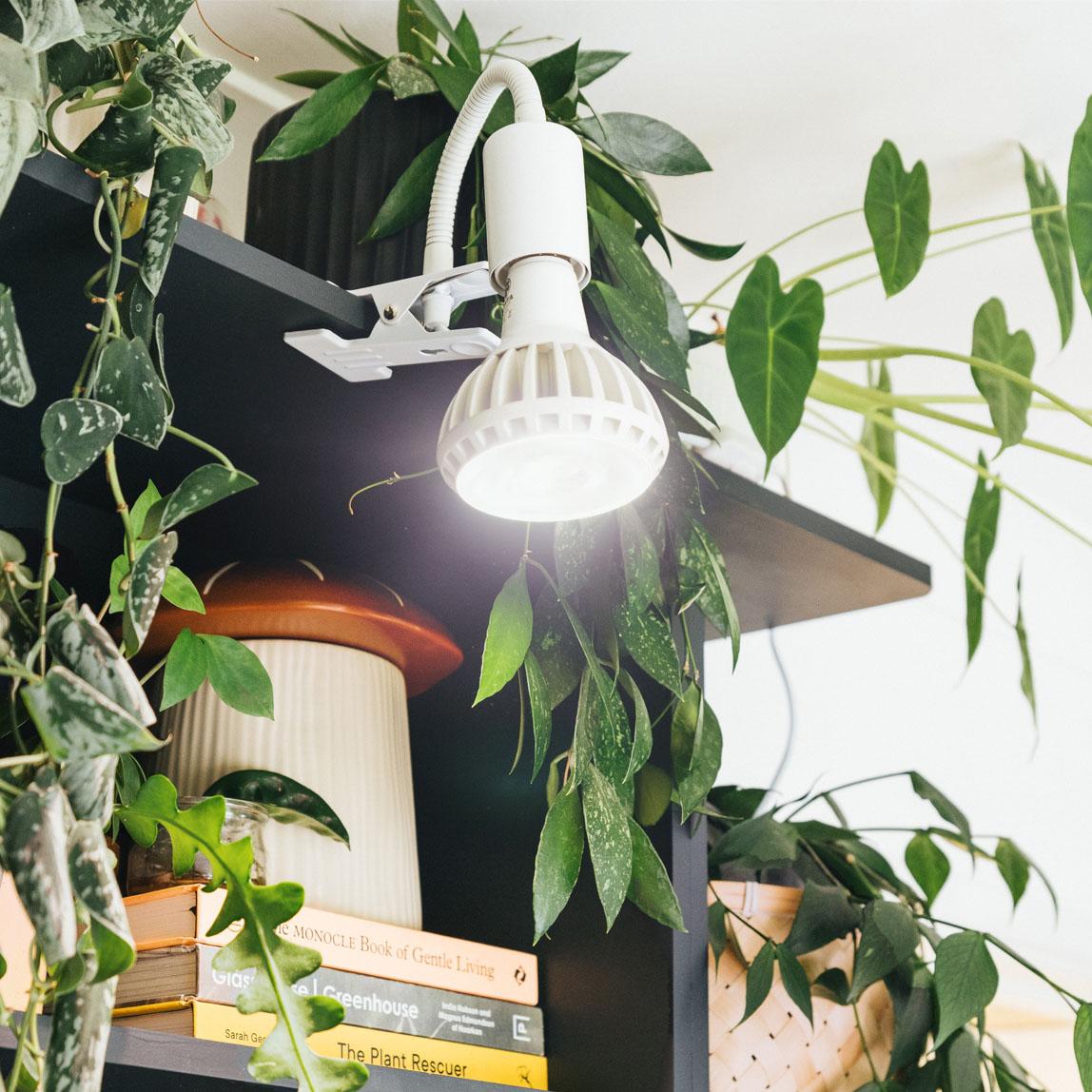 A light bulb on a shelf with books and plants

Description automatically generated