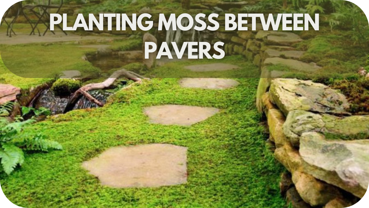 How To Grow Moss Between Pavers: Plant Moss Between Pavers