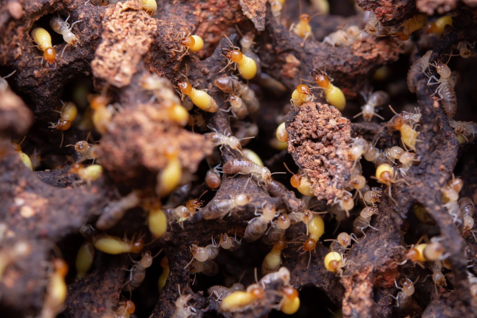 A busy colony of termites on damaged wood, emphasizing the need for termite extermination.