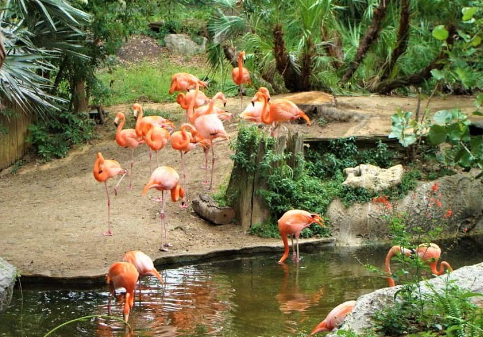 The Role of Zoos and Botanical Gardens in Conservation