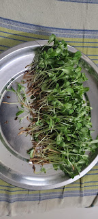 methi plant