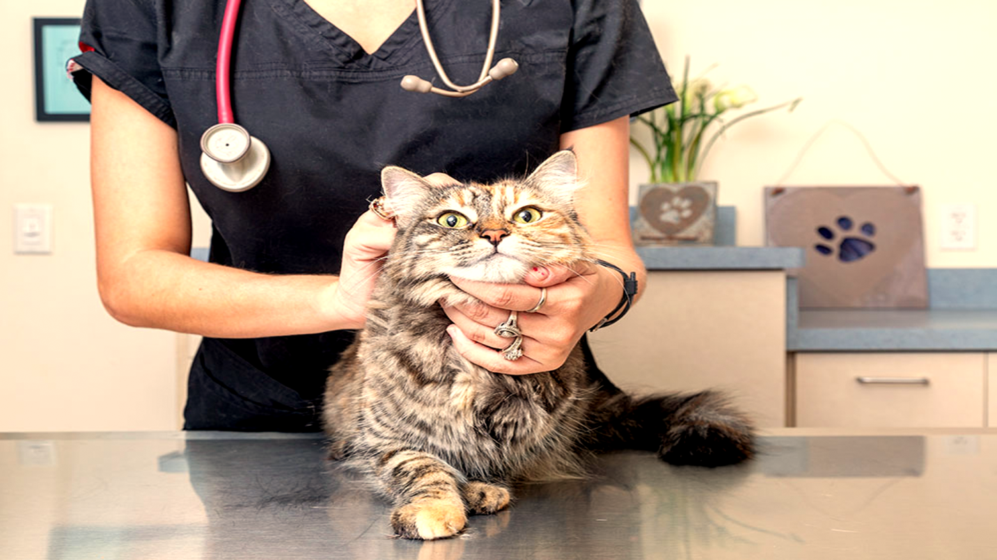gabapentin for cats