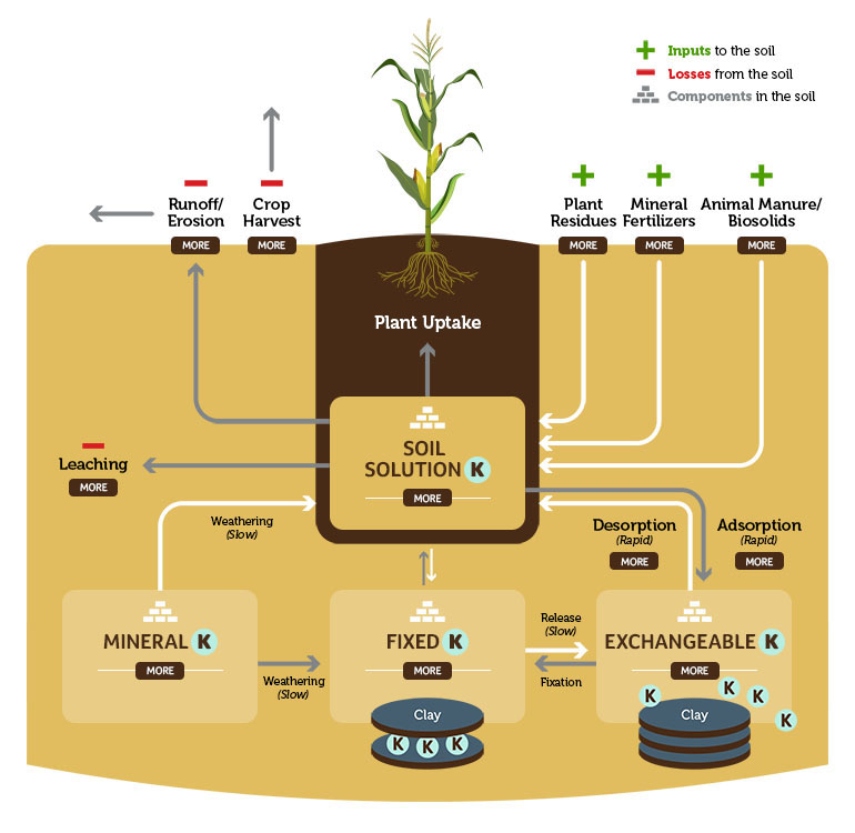 Potassium Fertilizer Working