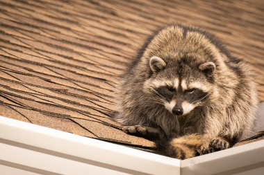 living comfortably factors that influence the cost of insulation in michigan raccoon sitting on rooftop custom built okemos