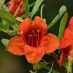 flowers names in hindi