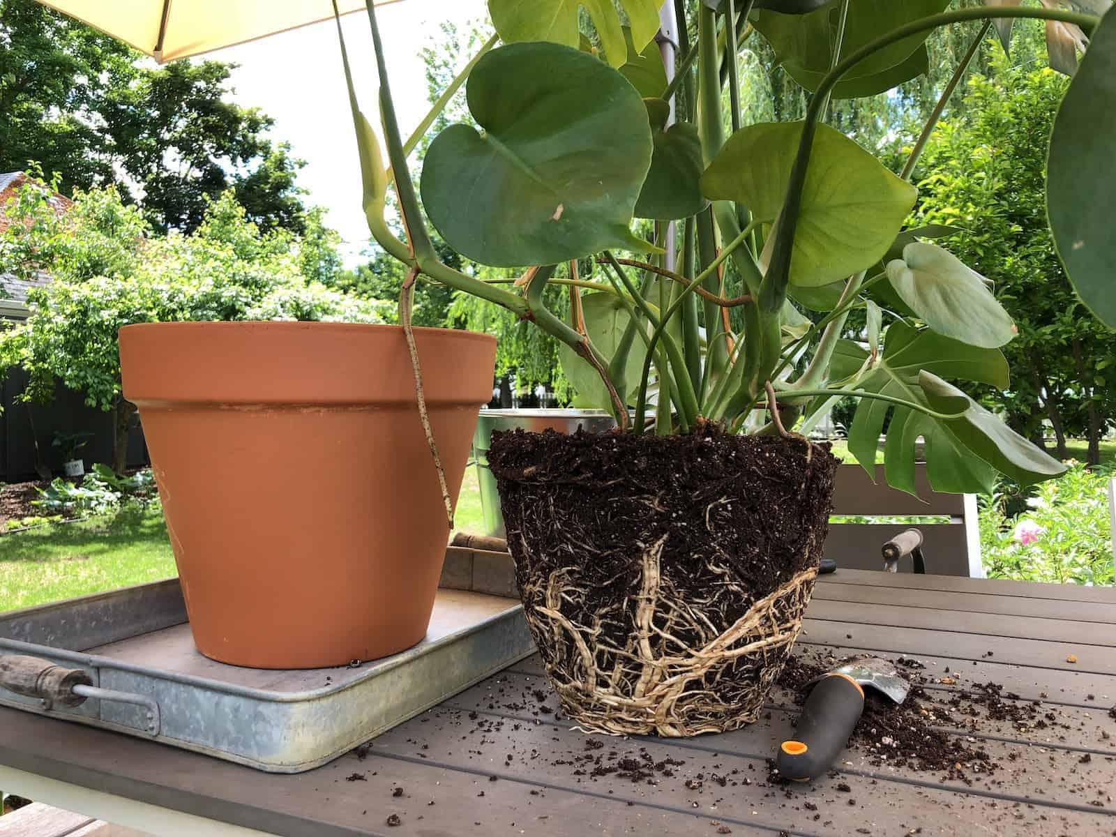 Repotting of Monstera Plant