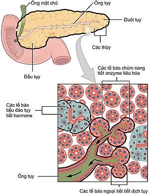 Ung thư tuyến tụy – Wikipedia tiếng Việt