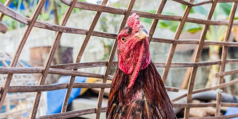 Chọn giống gà chọi và quy trình cần nắm