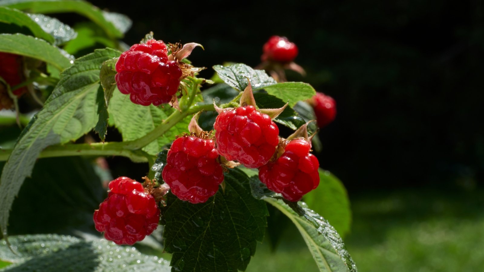 A vibrant cluster of 'Heritage' fruits reveals plump, ruby-red fruits glistening in the sunlight. Each succulent berry promises a burst of sweet and tart flavors. Surrounding the berries, lush green leaves add a touch of freshness and vitality.