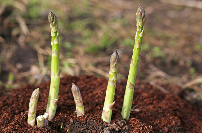 Asparagus growing made easy: Tips for perennial harvests