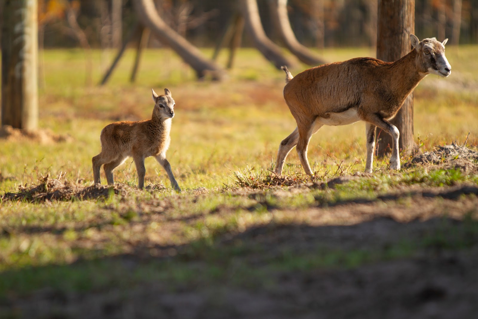  A mother mouflon sheep walking across a grassy field with her young lamb closely following.