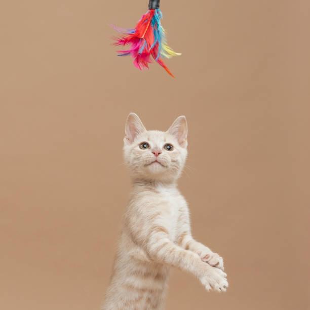 A cat standing on hind legs with a toy

Description automatically generated