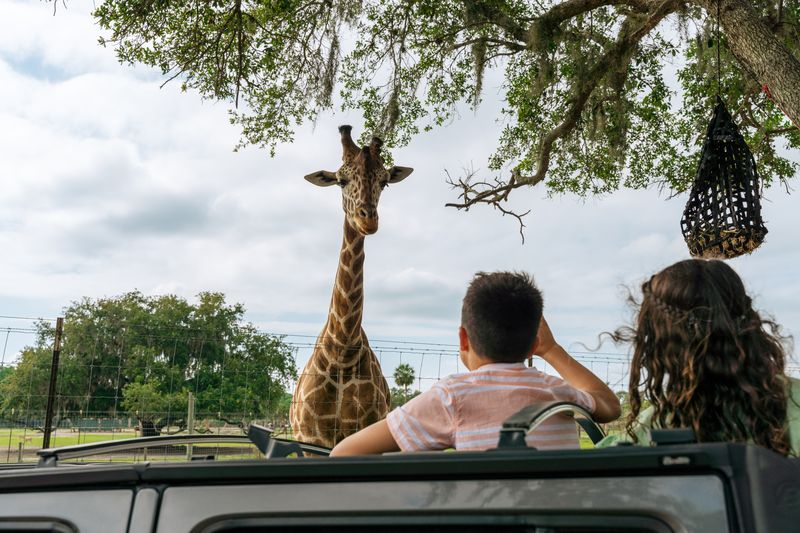 Two kids in a safari vehicle looking up at a giraffe standing nearby at Wild Florida’s Drive-thru Safari Park.