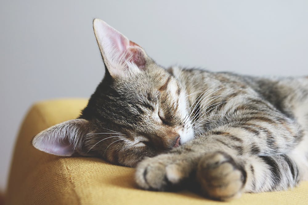 Close-up Photography of Gray Tabby Cat Sleeping on Yellow Textile