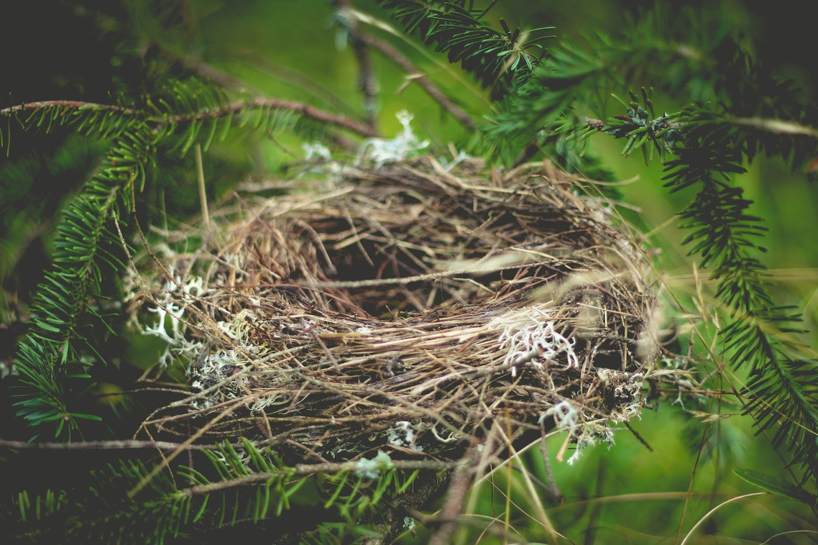 empty bird nest