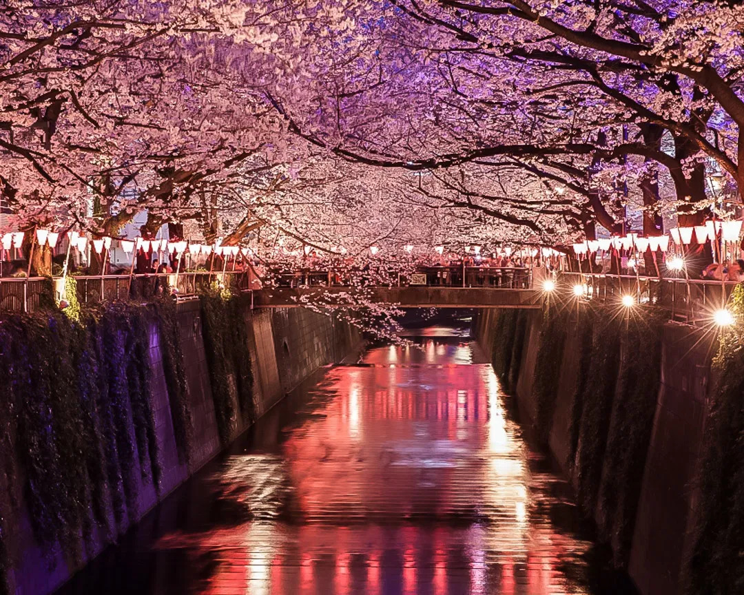 The pastel-pink hues of cherry blossom season in Nakameguro, reflecting on the surface of the river.