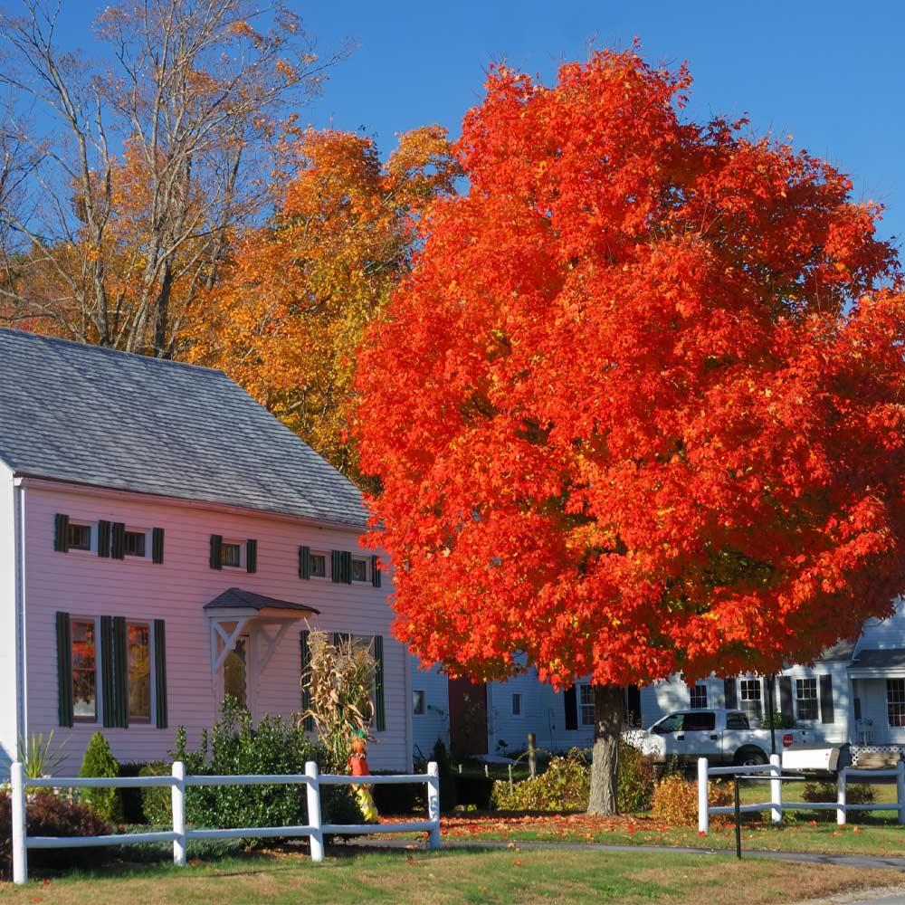 The Autumn Blaze Maple is a fast-growing shade tree with vibrant foliage