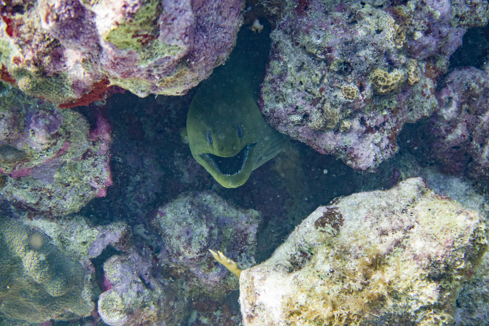 green moray eel