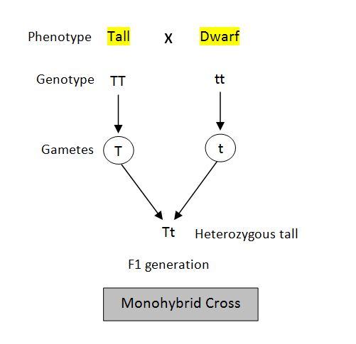 Explain Mendel's Monohybrid Cross. Give an example.