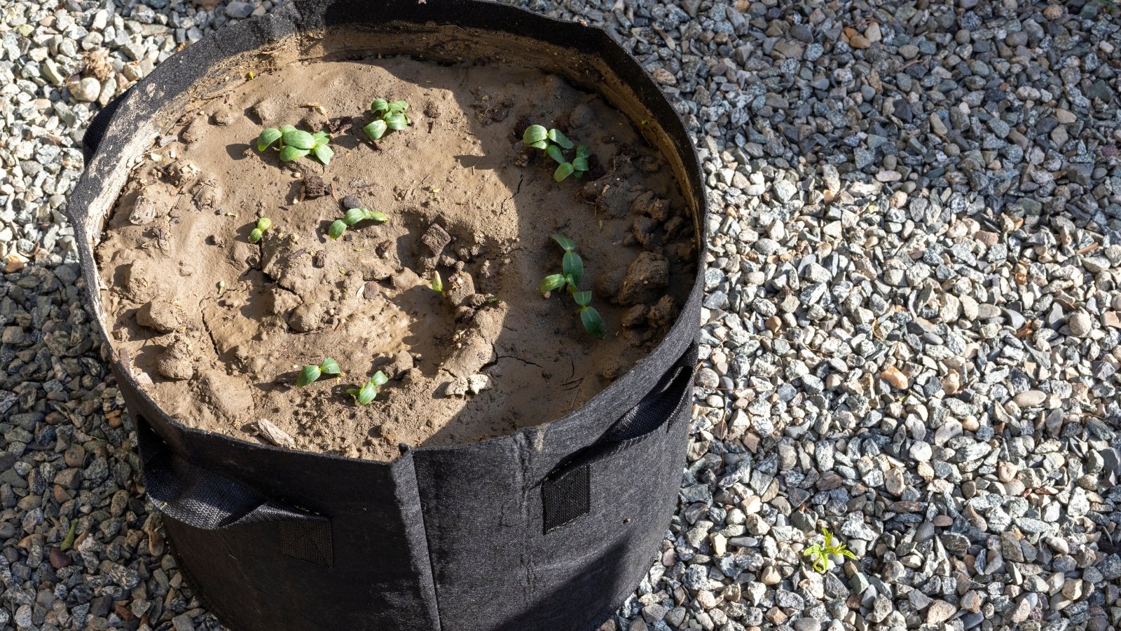 A black fabric grow bag filled with rich soil and sprouting a mix of vibrant leafy greens and herbs, showcasing a practical and compact method of cultivating fresh produce in a small space.