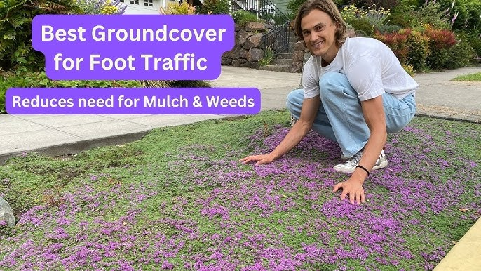 Benefits and Unique Qualities Creeping thyme