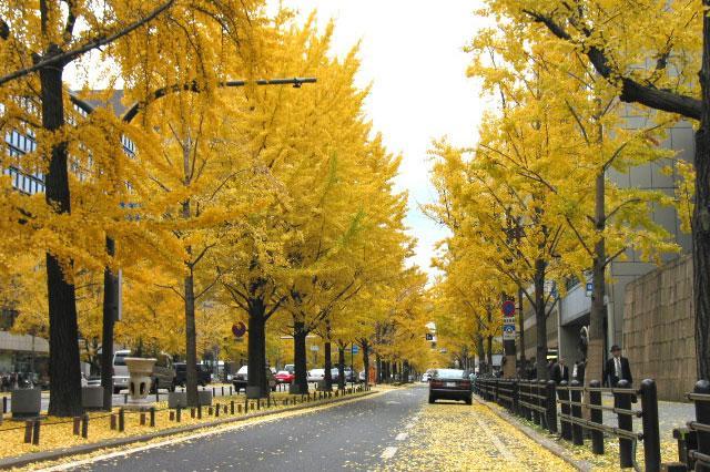 SẮC THU NHẬT BẢN 2024: Osaka – Kyoto – Phú Sĩ – Tokyo (Về sáng) | VNA  TRAVEL - Tour du lịch trong nước và nước ngoài hàng đầu