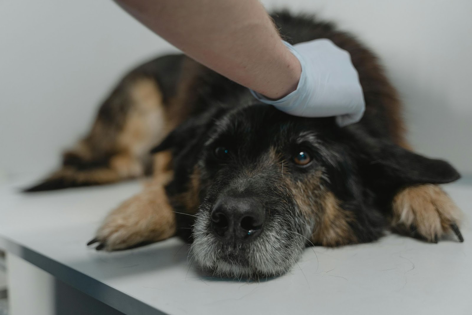 Hand-Wearing Latex Gloves Holding the Black Dog Lying on a Surface