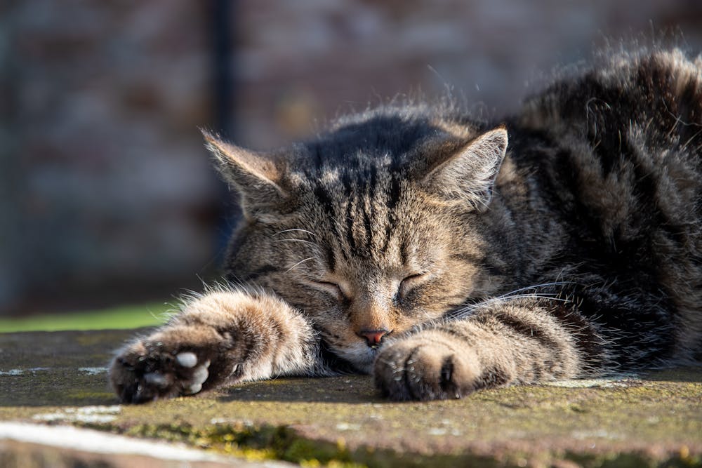 Tranquil Cat Napping in Carlisle Garden