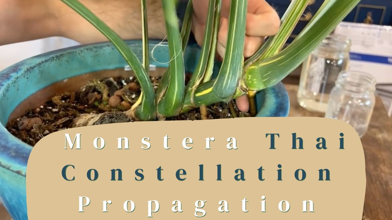 Propagate Thai Constellation Monstera