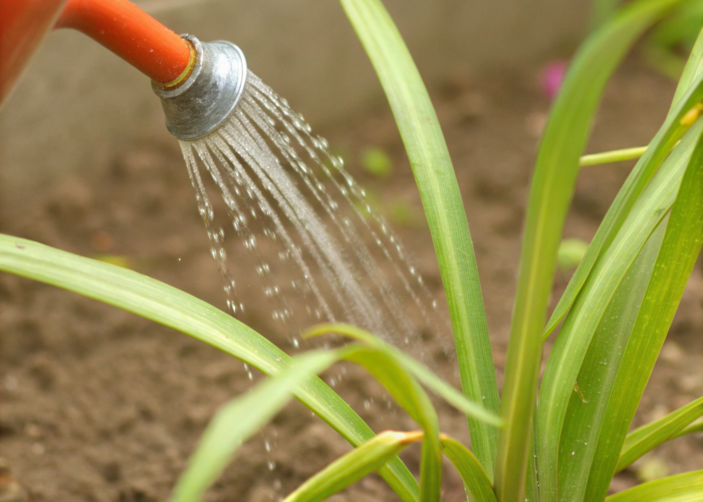 rega regular da planta agapanto