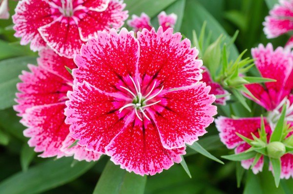 Dianthus