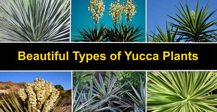 Types of Yucca Plants