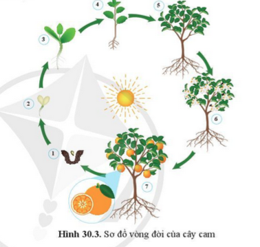 BÀI 30. SINH TRƯỞNG VÀ PHÁT TRIỂN Ở THỰC VẬT 